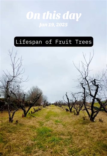 Discover the Importance of Fruit Tree Rootstocks