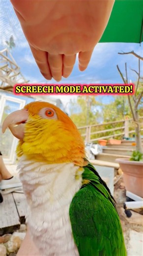 I Pressed Puffman Caique’s Screech Button… and THIS Happened! 😂🦜