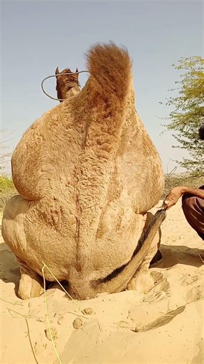 Beautiful Camel Resting in the Desert Sands | Nature & Wildlife#shorts #animals #جمل -الصحراء