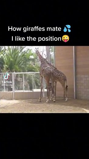 How Giraffes Mate