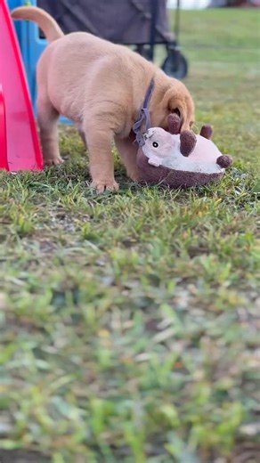 Happy Sunday! 🤗 We introduced the puppies to the little pool today. They were all curious and they all gave it a try. They usually love the water by 8 weeks old.☺️ Have a great day! ♥️ | Nickel Labradors, LLC- Betsy Nickel