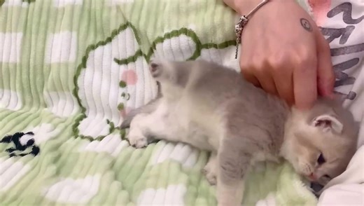 Cuddly Kittens Bringing Joy