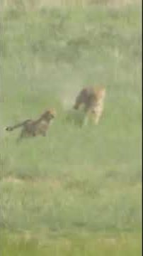 Lion Chases Away Cheetah!