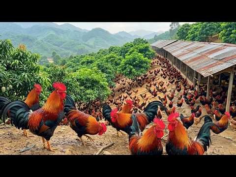 Peaceful Farm Life: Morning Chicken Care Across Our Hillside Farm | Poultry Farming
