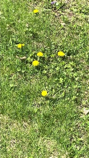 The Dandelion Secret: Why This 'Weed' is Actually a Superfood