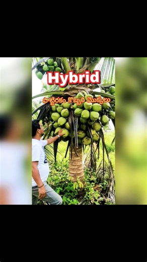 Short variety hybrid coconut plants | Shanmukha Nursery | Kadiyam online nursery | Rare variety |...