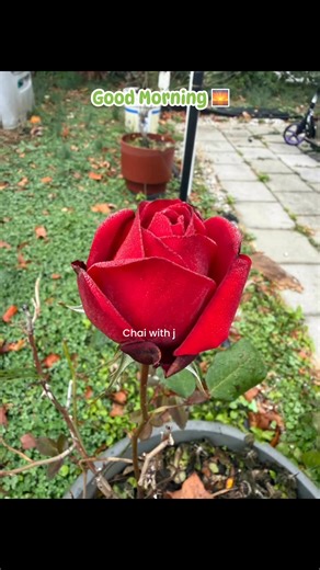 Good morning 🌅 #GoodMorningEveryone #morningvibes #morningmotivation #MorningPrayer #reelsfypシ #reelsvideo #facebookreelsviral #reelsviralシ #reelsviralシfbreelsfypシ゚viral Chai With J | Chai With J