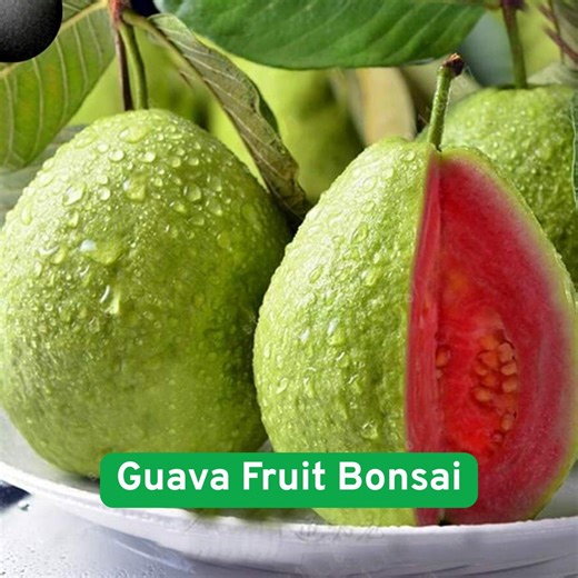 Guava Fruit Bonsai Tree Seeds, 50 Seeds to Grow, Exotic and Delicious Tropical Fruit - Etsy