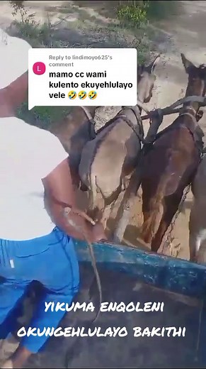 Guiding Donkeys in a Rural Setting