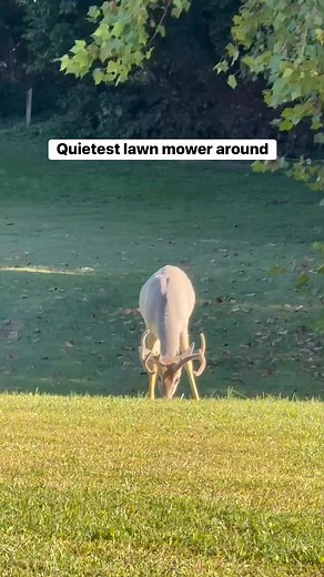 14K views · 514 reactions | It’s the quietest “lawn mower” around! 歷 The early evening scene in Barboursville Park #nature #WestVirginia | Spencer Adkins Weather (TV Meteorologist) | Facebook