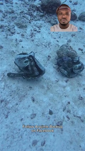 Arojinle Ronusiidaadaao on Instagram: "Female octopuses have their own problems too"