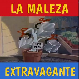 1.1M views · 4.1K reactions | Andy Panda hace su mayor esfuerzo por librarse de una amenazante y obstinada mala hierba. | El Pájaro Loco | Facebook