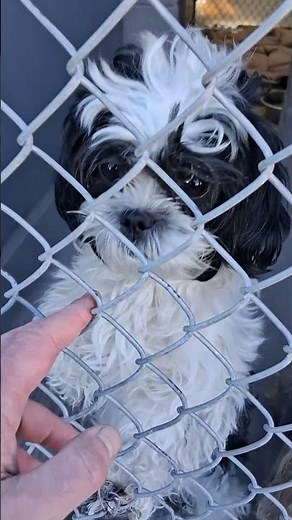 Adorable Yorkie Puppy Shivering After Rescue 😭🐶❤️