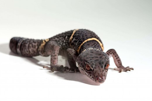 The Top 10 Most Recommended Types of Pet Geckos