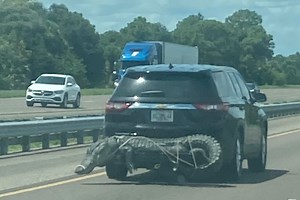 Alligator Strapped to an SUV in Florida Leads to Viral Photo