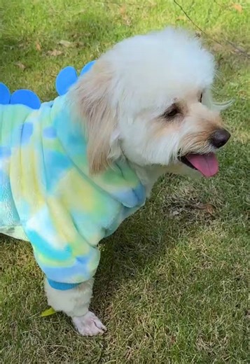Look Look Fashion: Stylish Outfits for Dogs