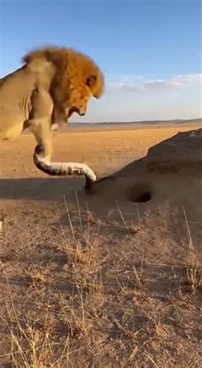 Lion Digging For Trouble Finds It in Explosive Snake Attack