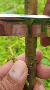Grafting technical #grafting #seedlings #reelsfb #farming #graftingtips #topworkingtechnique #graftingtutorial #graftingexample #graftingtutorial #okulasi #sambungpucuk #cangkok #graftingtreefruits #graftingsuccessfull #graftingtreeplants | Lombok Grafting