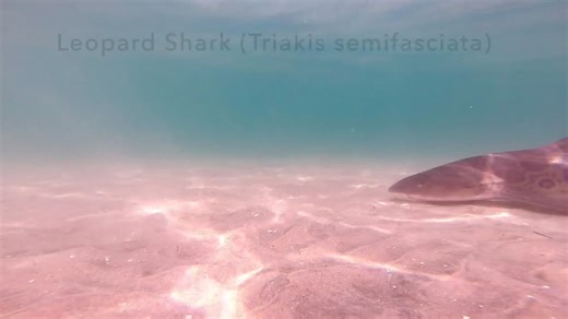 Leopard sharks found off La Jolla (San Diego, California) are comfortable around the teeming hoards of swimmers, snorkelers, standup paddle boarders, and kayakers.  That said, they will still veer… | Mark Okihiro