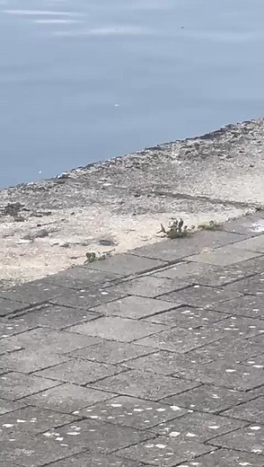 River Ireland on Reels