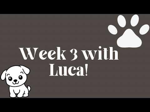 Life with a Cavapoo Puppy (Week 3) | Luca’s Routine, Training & Playtime