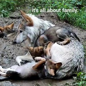 51K views · 3.4K reactions | For wolves, playtime isn’t only fun, it...