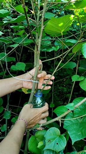 try cultivating using a simple method using water media ‼️ #bonsai #asmr #bonsaitree #gardening