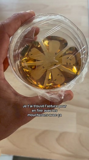 L’astuce de génie pour éliminer efficacement tous les moucherons 🪰🚫 #apprendre #diy #astuce #moucheron | Jonathan coni