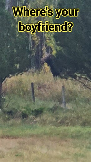 Bowzone in the Rain #countrymusic #morganwallen #moosetape