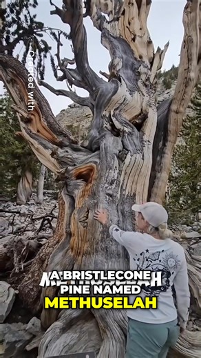 127K views · 2.2K reactions | Methuselah: The Oldest Tree on Earth! #everyoneシ゚ #folowersシ゚ #viralreelsシ #viralpost2025シ #oldesttreeonearth | Mark louie's Barber Salon | Facebook