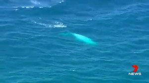 The beloved, rare white whale named "Migaloo" has been spotted for the first time in 2017! Read more: http://via.wghp.com/ubcPD | FOX8