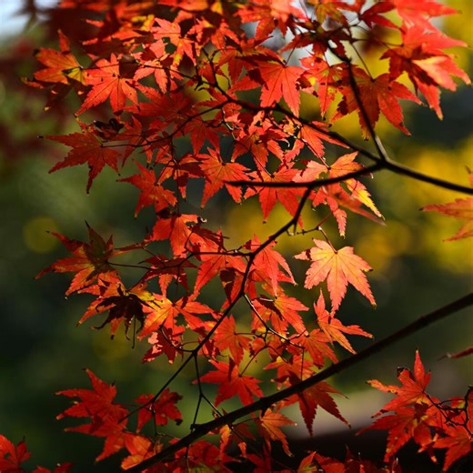 25  Red Maple Tree Seeds | Acer Rubrum | Fast Growing Shade Tree | Native Hardwood | USA Seller - Etsy