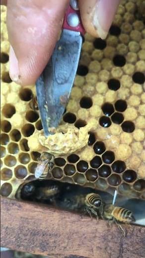 Beekeeping Secrets 🐝 Queen Cell Management #shorts