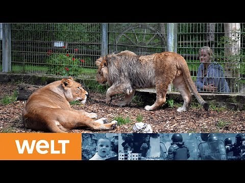 LÜNEBACH: Ausgebrochene Raubtiere aus Eifel-Zoo wieder "in ihrem Gehege"