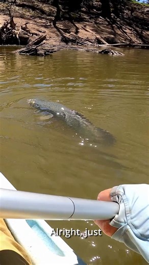 Beast mode! The TT Tornado spinnerbait range has been nailing the Murray cod, including this cracker landed by Lubin Pfeiffer, casting a Tornado Twin Spin Rigged spinnerbait from the kayak. Bring it on! 🎥 The Full Scale - Fishing Adventures TT Tornado Rigged Twin Spin Spinnerbaits feature a heavy duty collapsible stainless-steel frame for simple storage, sleek and aggressive head design with custom hand-painted finishes and large 3D eyes, finished with vibrant, 100% silicone, hand tied skirts.