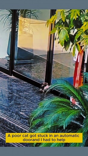 M1811039 We rushed to save cat trapped in door before it was too late #c See part 2 in the comments below.👇👇 | Live Love Animals