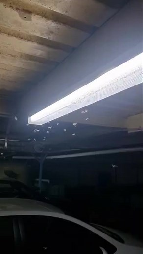 2K views · 11 reactions | Termite colonising flights have really been...