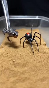 Frog Spider Close-Up | Strange and Rare Spider Species A fascinating close-up image of a frog spider, featuring a unique body shape and posture that resembles a frog. This rare-looking spider captures attention with its unusual appearance and natural camouflage, making it perfect for viral Facebook nature posts and insect curiosity content. ⚠️ This image is AI-generated for creative and illustrative purposes. #FrogSpider #RareSpider #StrangeNature #InsectWorld #NatureCuriosity #WildlifeImage #Vi