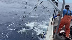 Filing the Poke Bowls for Labor Day weekend! This is obviously the fun part, all the real work comes moments after the rush. That's the time we go into an all out frantic paced system of processing and icing each fish attempting to deliver the best product we can. #poke #pokebowls #sashimi #sushi #ahi #shibi #freshfish #workflow #dowhatyoulove #fishing #fish #hawaiifishing #harvest #fishingforlife #merchantofdeath #eat #food #eatclean #cleaneating #cleaneats #pelagic #grundens #tuna #bloodline #