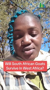 8.7K views · 139 reactions | How well can the boer goats, kalahri goats, Savannah goats, Saanen goats and all the orders from South Africa Perform in West African Climate? Take A Look At This #semanhyiafarms #farminginafrica #workshop #livestock #farmmanagement #boergoats #goat #goatfarming #ghanatiktok #nigeriatiktok # | Farming In Africa | Facebook