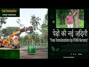 "पेड़ों की नई ज़िंदगी | Tree Translocation by PCNS Nursery"