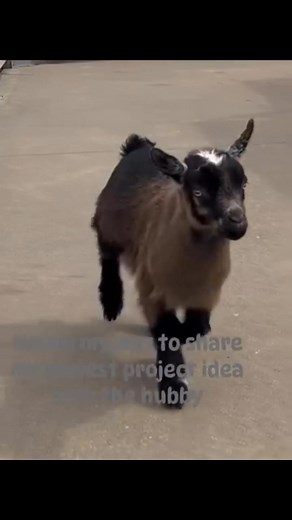 24 reactions · 5 comments | My husband never knows what crazy new project ideas I’m adding to the farm wish list lol What are your weekend projects? @topfans #farmprojects #FarmDreams | Lotta Grace Acres | Facebook