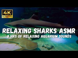 Underwater Asmr ambience: Sharks gracefully swimming, Complete Relaxation Video
