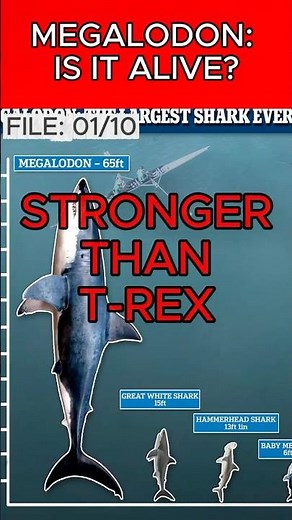 Megalodon vs T-Rex: Who Was Really Stronger?