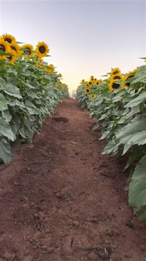 Our favorite fall activity is back - photoshoots among the flower fields during golden hour 🌻 . . . #iamanautumn #fall #itsfallyall #sunflower #sunflowerfiekds #flowercrown #dogphotoshoot #samoyed #samoyedo #samoyedsofinstagram #dogsofinstagram #weeklyfluff #cutedog #fluffydog | N U B E