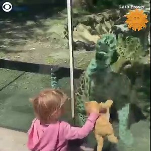 37K views · 1K reactions | Listen to these adorable giggles as a two-year-old girl played with an Amur leopard at the Philadelphia Zoo on May 12. The toddler brought her stuffed toy "Kitty" and had a blast showing it off. | CBS Sunday Morning | Facebook