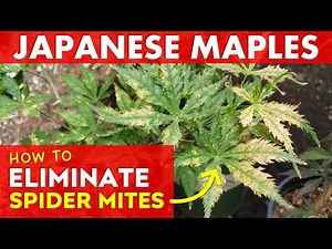 Identify & Get Rid of Spider Mites on Japanese Maple Trees - Learn How!