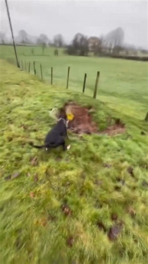 Netting rabbits | Booma