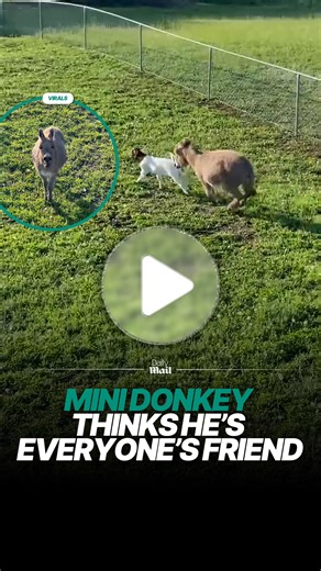 Friendly mini donkey tries to befriend everyone he meets