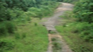 1K views · 73 reactions | The clouded leopard is a threatened species...